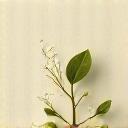 꽃이 피는 씨앗 종이 메시지 카드